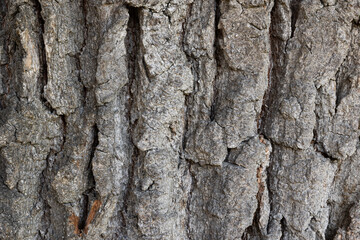 Textur Eichenrinde
