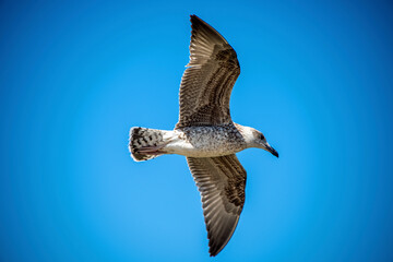 Gull flying in the blue sky over the sea