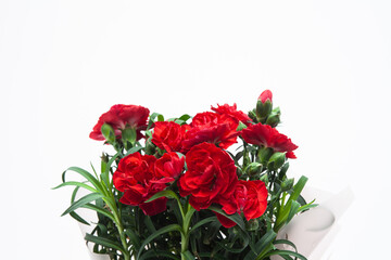 Red carnation in a vase on a white background