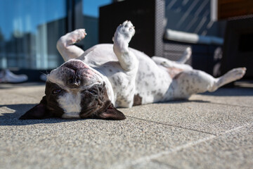 French bulldog lying on a garden terrace