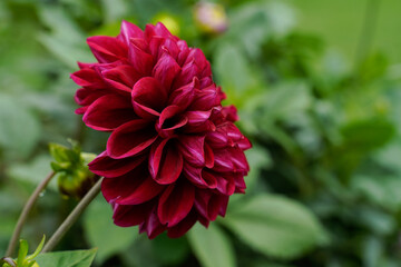 Side view of a dark red dahlia flower growing outdoors. Many curled layers to this beautiful flower.