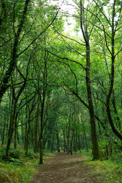 Bosque verdoso en el norte de España © MP