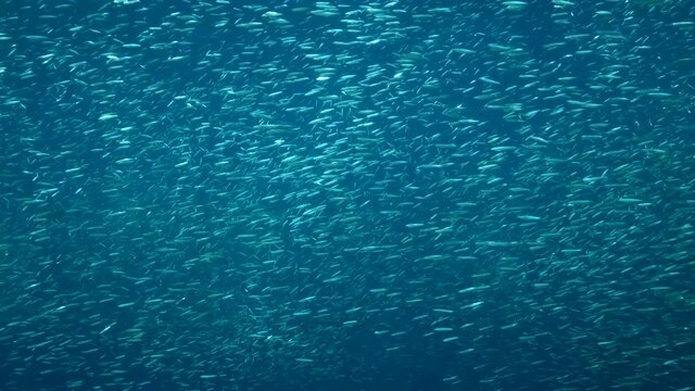 Massive shoal of Blue sprat, Delicate round herring or blueback sprat (Spratelloides delicatulus). Massive school of small fish swims in blue water in sun rays. Slow motion