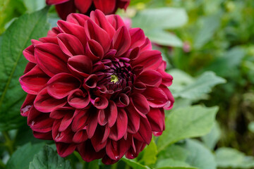 Beautiful, large burgundy colored dahlia flower growing in a flower garden.