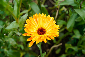 Bright yellow calendula flower growing outdoors.