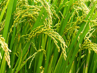 Green paddy seeds growing background