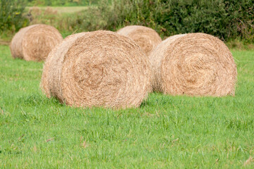 Hay bales, Somerset, England