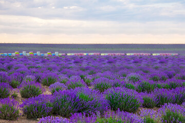 Lavender Field. Beautiful violet lavender flowers in the lavender garden.