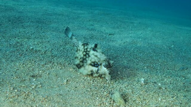 Close-up of Boxfish looking for food on the sandy bottom. Thornback Boxfish or Camel Cowfish (Tetrosomus gibbosus), Slow motion