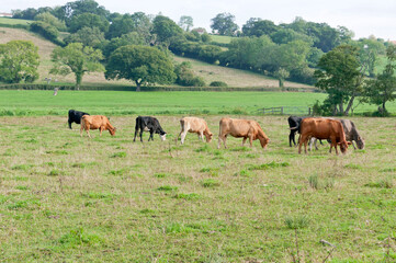 Fototapeta na wymiar Cattle in a field, Somerset, England