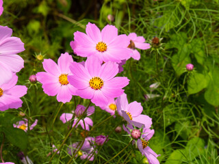 Colorful cosmos flowers in a field