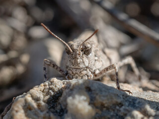 Saltamontes gris de cerca camuflado en el suelo