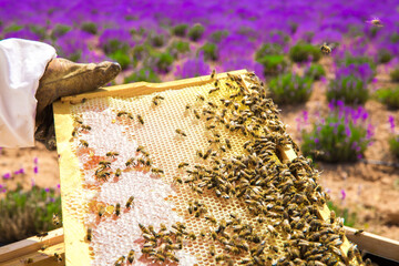 Beekeeper holding honeycomb or beehive frame to collect or harvest honey. Worker Bees on honeycomb in the lavender field