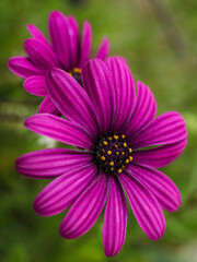 Obraz premium macrofotografía de una flor margarita de color rosa lila