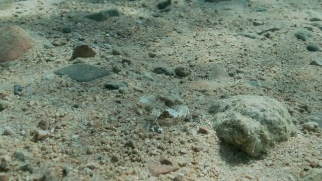 Seamoth moves on the sandy bottom in shallow water in sun rays. Pegasus, Little Dragonfish or Common Seamoth (Eurypegasus draconis). Slow motion