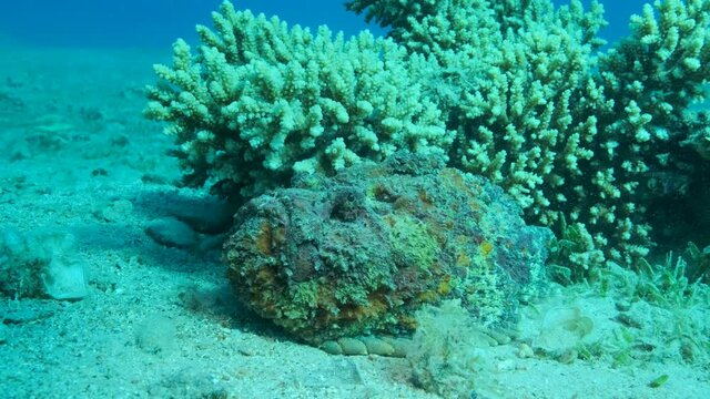 Close-up portrait of the Stonefish lies near coral reef. Reef Stonefish (Synanceia verrucosa), slow motion