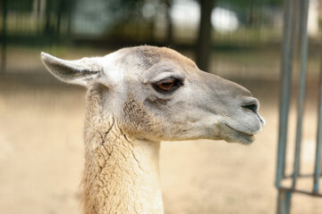 Obraz premium Cute guanaco in zoo, closeup. Wild animal