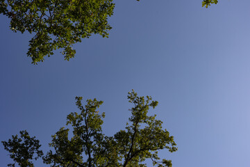 Oak leaves with sunshine