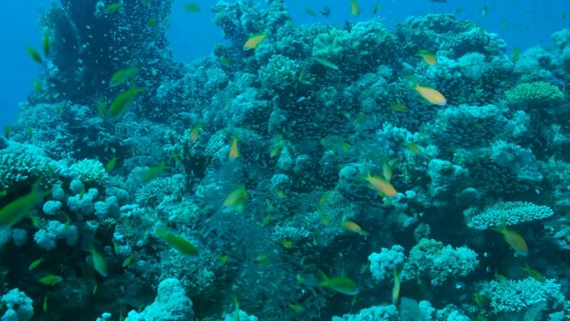 Massive school of Lyretail Anthias (Pseudanthias squamipinnis) and Glassfish swims near coral reef. Underwater life on coral reef in the ocean. Camera moving forwards approaching a reef, Slow motion
