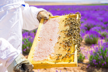 Beekeeper holding honeycomb or beehive frame to collect or harvest honey. Worker Bees on honeycomb...