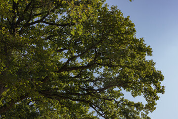 Fototapeta premium Oak leaves with sunshine