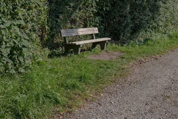 Bench at the edge of the forest