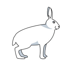 vector white arctic hare wild nature big ears animal enviromental protection ecological problem north