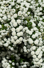 Spiraea  vanhouttei-Van Houtte's spiraea. The ornamental shrub blooms with white flowers.