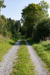 Fototapeta na wymiar sunny forest path