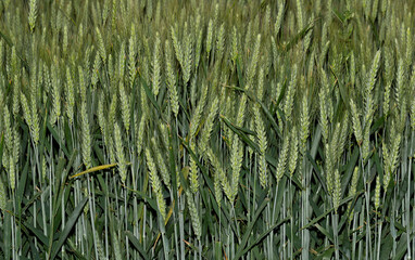 Obraz premium Green cereals during flowering. Grain field. Space for wheat. Land for agricultural purposes. Food base of the human race.