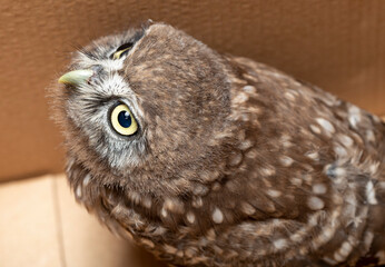 Little owl (Athene noctua), also known as the owl of Athena or owl of Minerva.