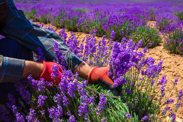 Flower Farmer or Worker in the Lavender Field during Lavender harvest, Man collects lavender by...