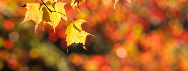 Beautiful maple leaves in autumn season.