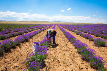 Flower Farmer or Worker in the Lavender Field during Lavender harvest, Man collects lavender by...