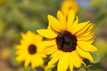 Sunflower with bee