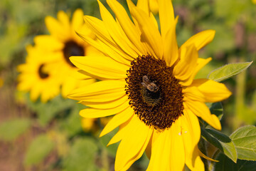 Sunflower with bee