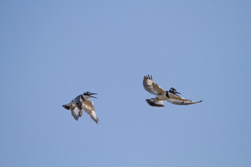 Pied Kingfisher (Ceryle rudis) flaps its wings in the air