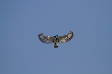 Pied Kingfisher (Ceryle rudis) flaps its wings in the air