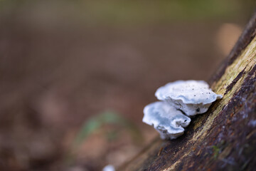 Mushrooms in the forest