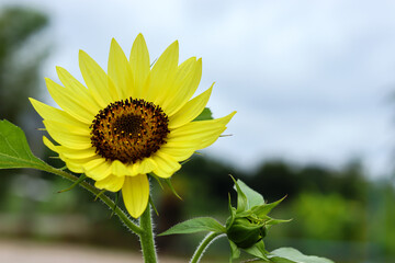 Close-up of yellow sunflowers that are beautifully blooming in the garden.