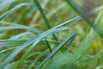 Grass
