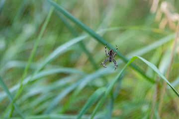 Spider in the web