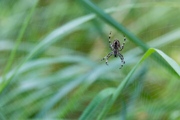 Spider in the web
