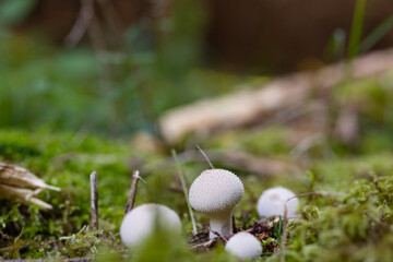 Mushrooms in the moss