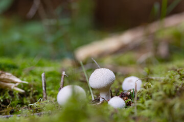 Mushrooms in the moss