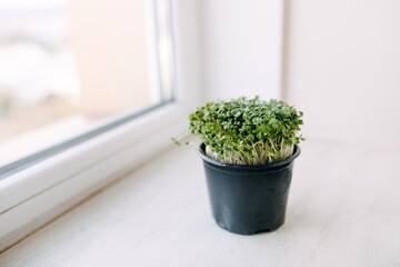 Pot with microgreens on windowsill.