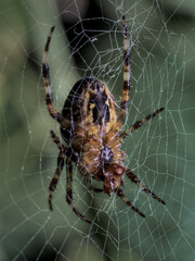 Orb Weaver Spider on its web feasting on its prey.