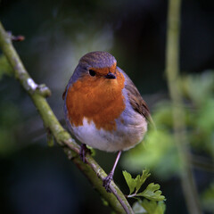 Robin bravely defends his territory whilst sitting in tree