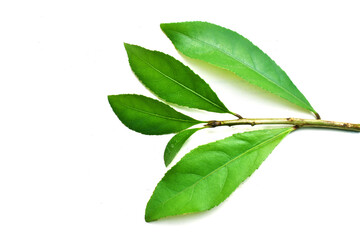 green leaves isolated on white background