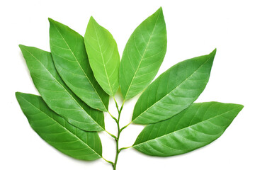 Annona leaves, isolated on a white background.